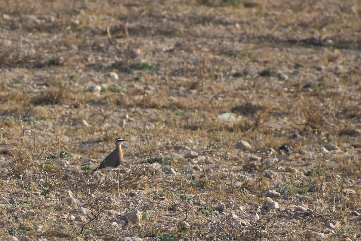 Indian Courser - ML612824840