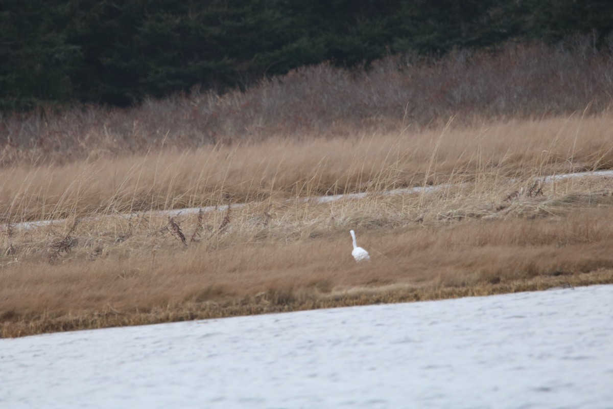 Great Egret - ML612824845