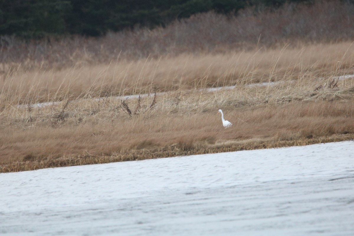 Great Egret - ML612824846