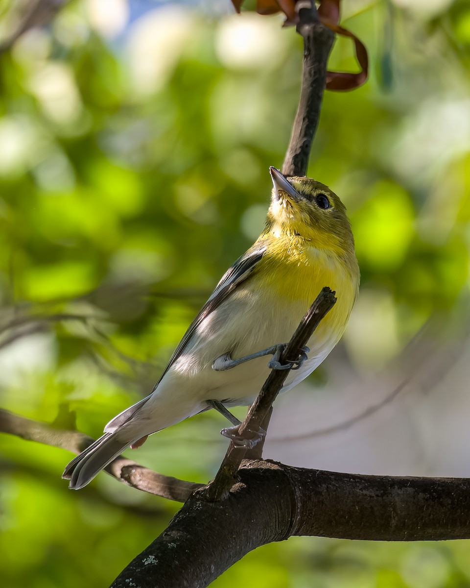 Yellow-throated Vireo - ML612824847