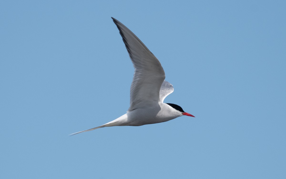 Arctic Tern - ML612824850