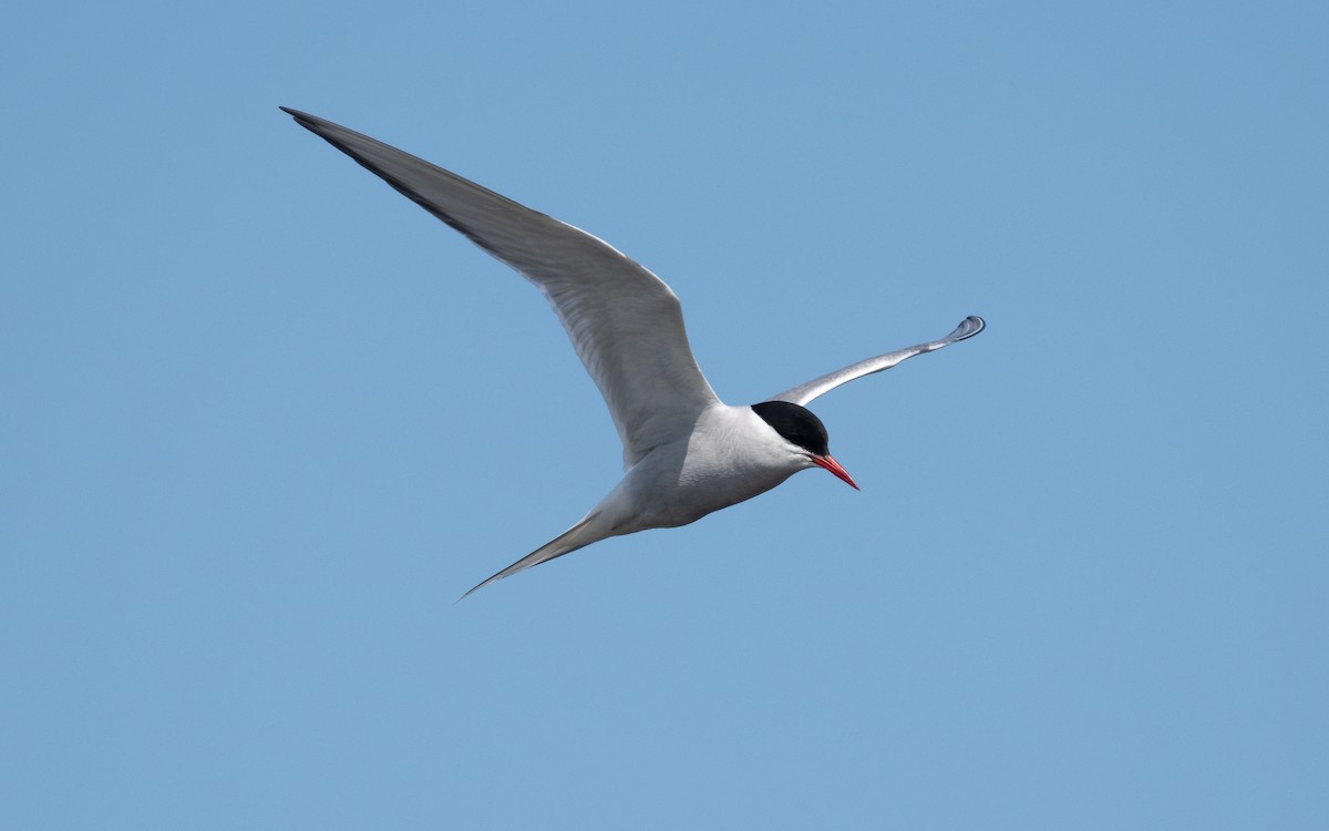 Arctic Tern - ML612824851