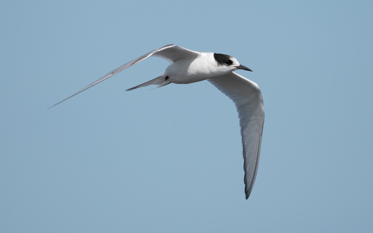 Arctic Tern - ML612824852