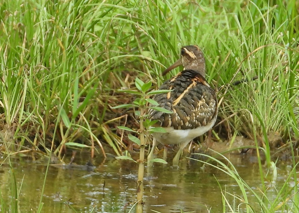 riksesnipe - ML612824859