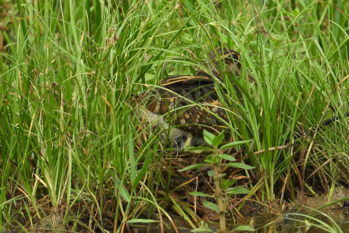 Greater Painted-Snipe - ML612824908