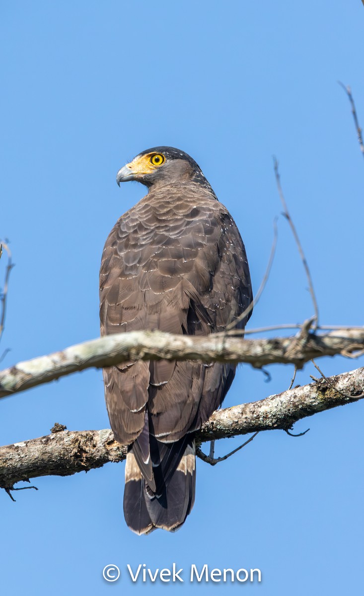 Crested Serpent-Eagle - Vivek Menon