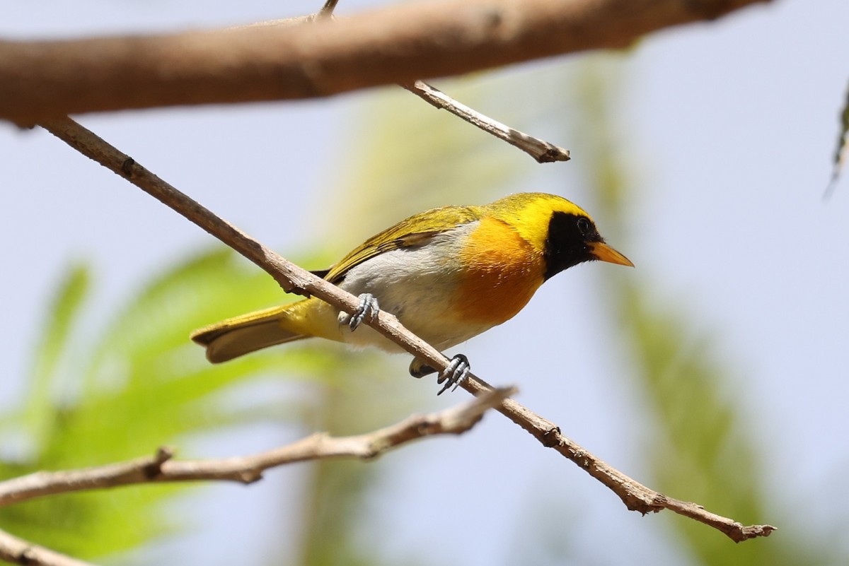 Guira Tanager - ML612824984