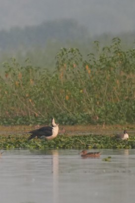 Knob-billed Duck - Dr. Ravindranath K