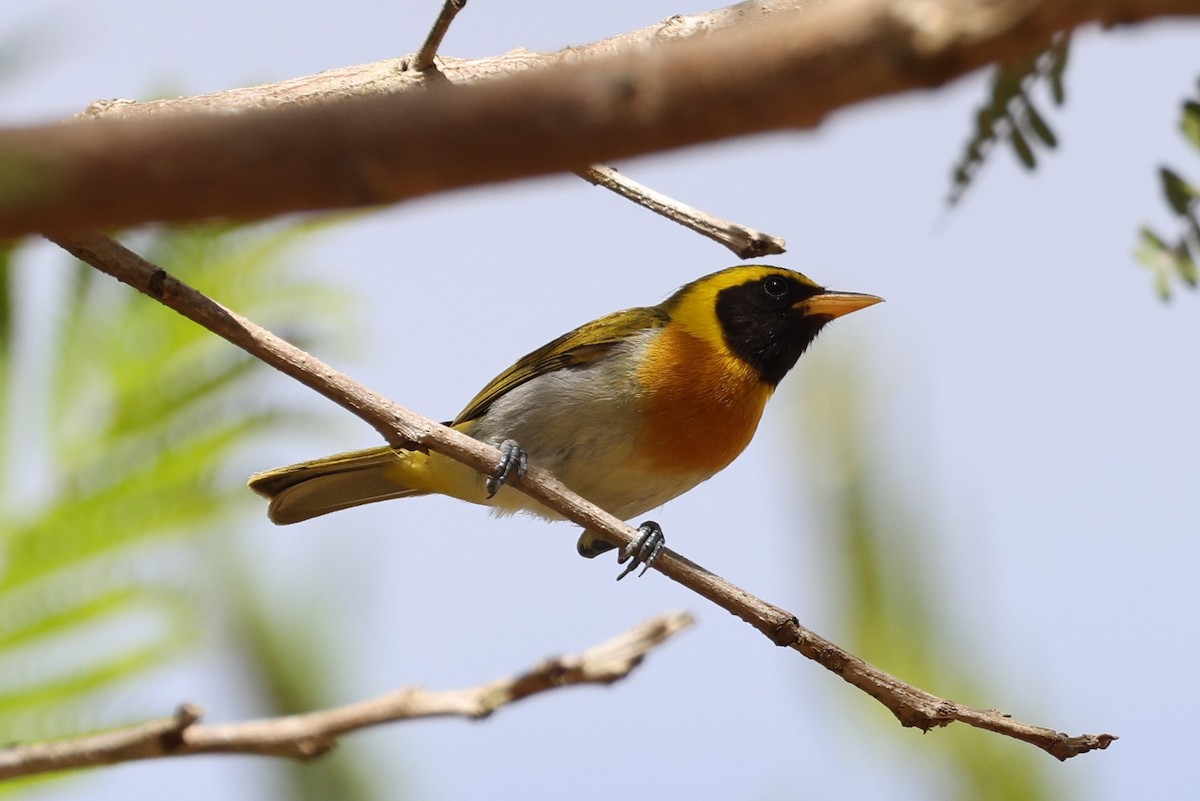 Guira Tanager - ML612824987