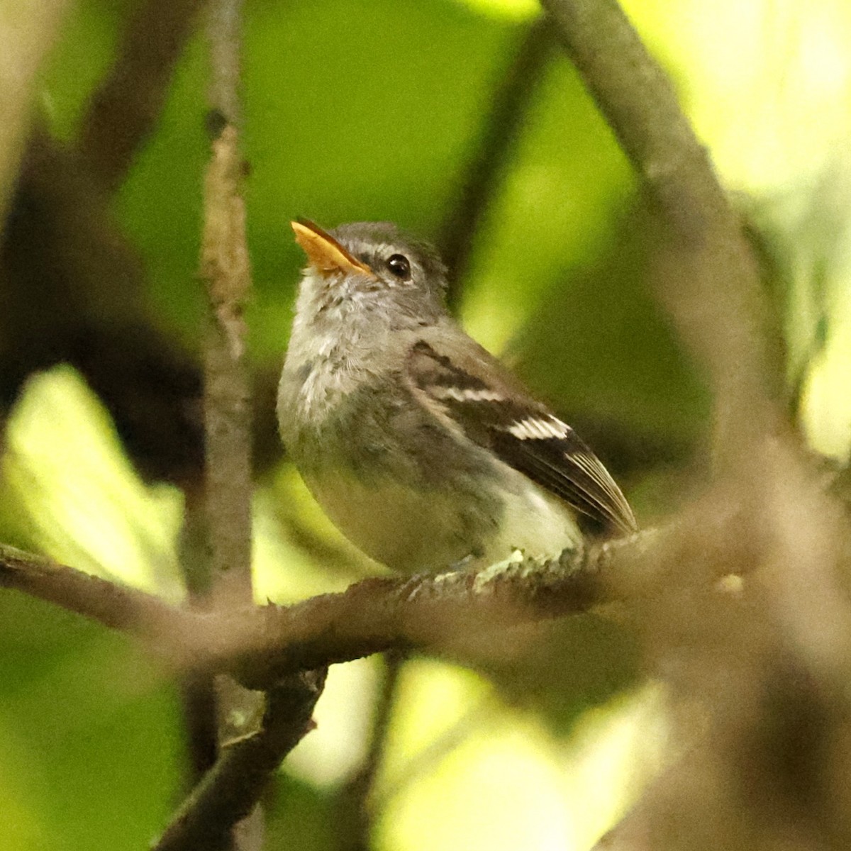 Gray-breasted Flycatcher - ML612825009