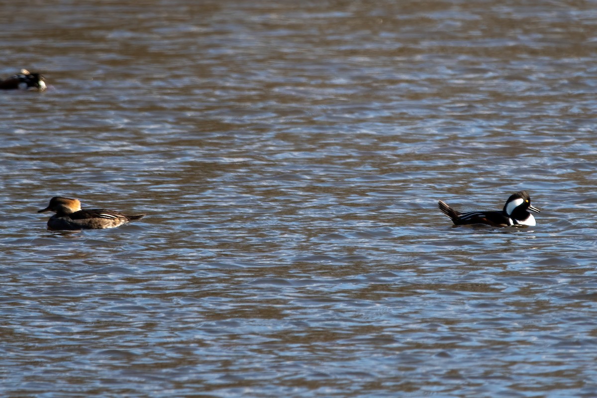 Hooded Merganser - ML612825016