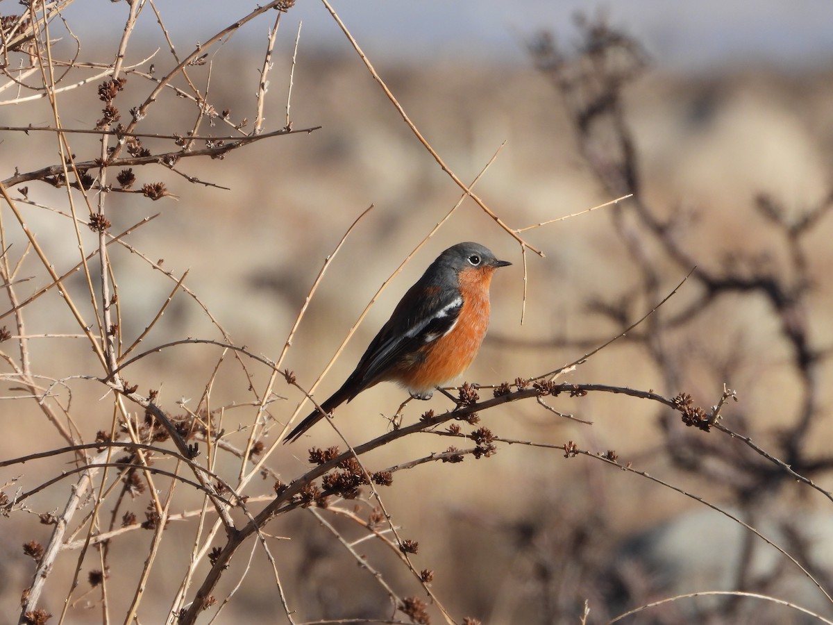 Ala Shan Redstart - ML612825018