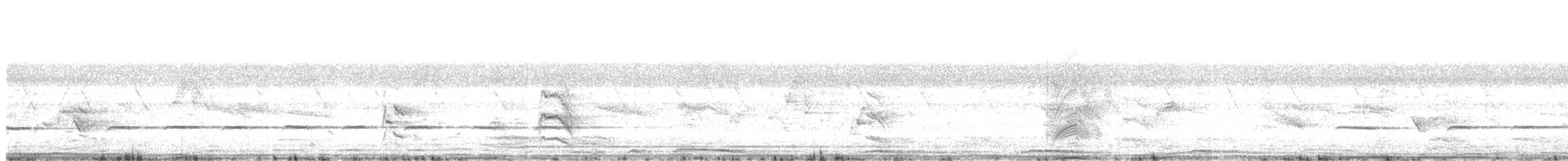 Белобрюхий дронго - ML612825029