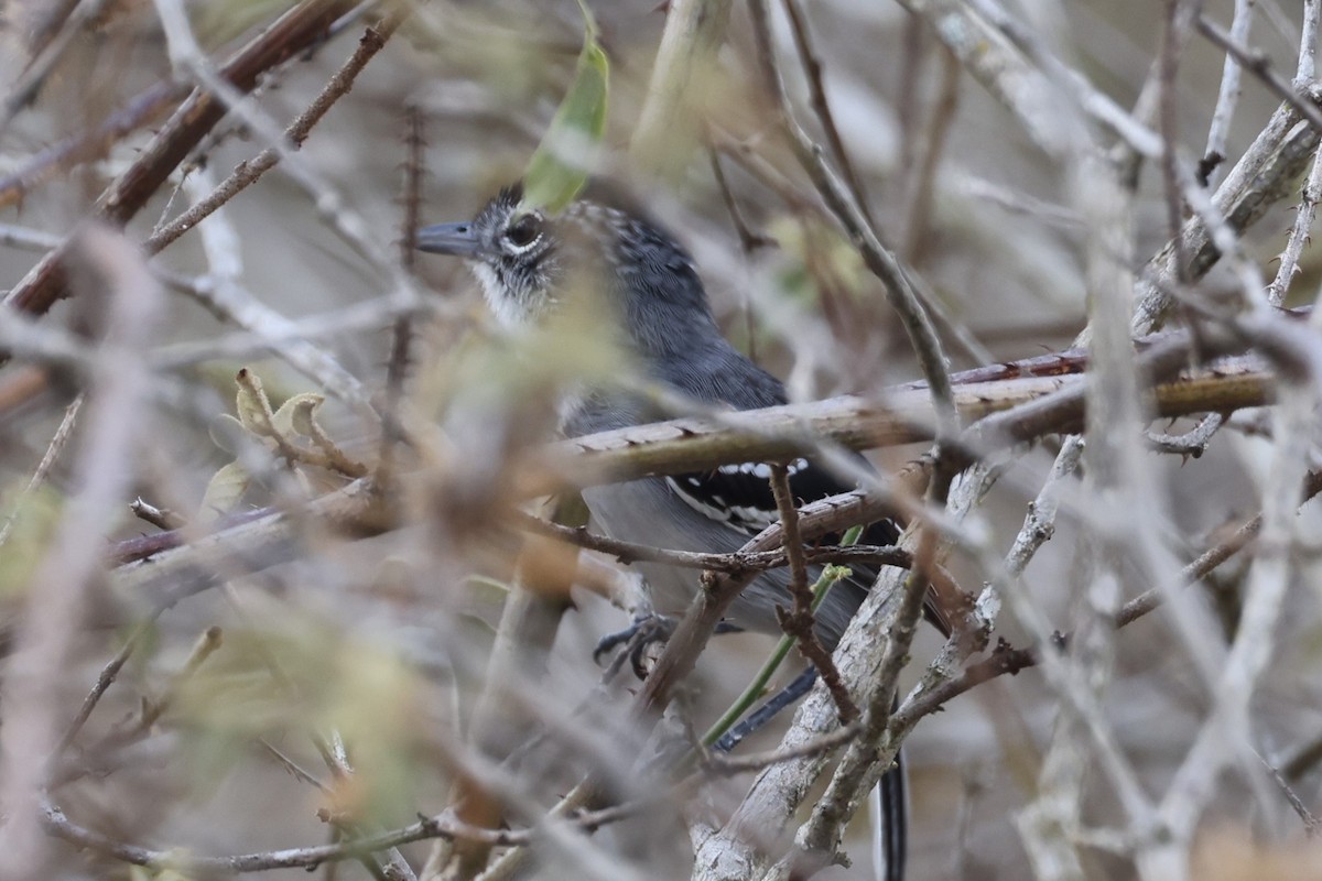 Pectoral Antwren - Charles Davies