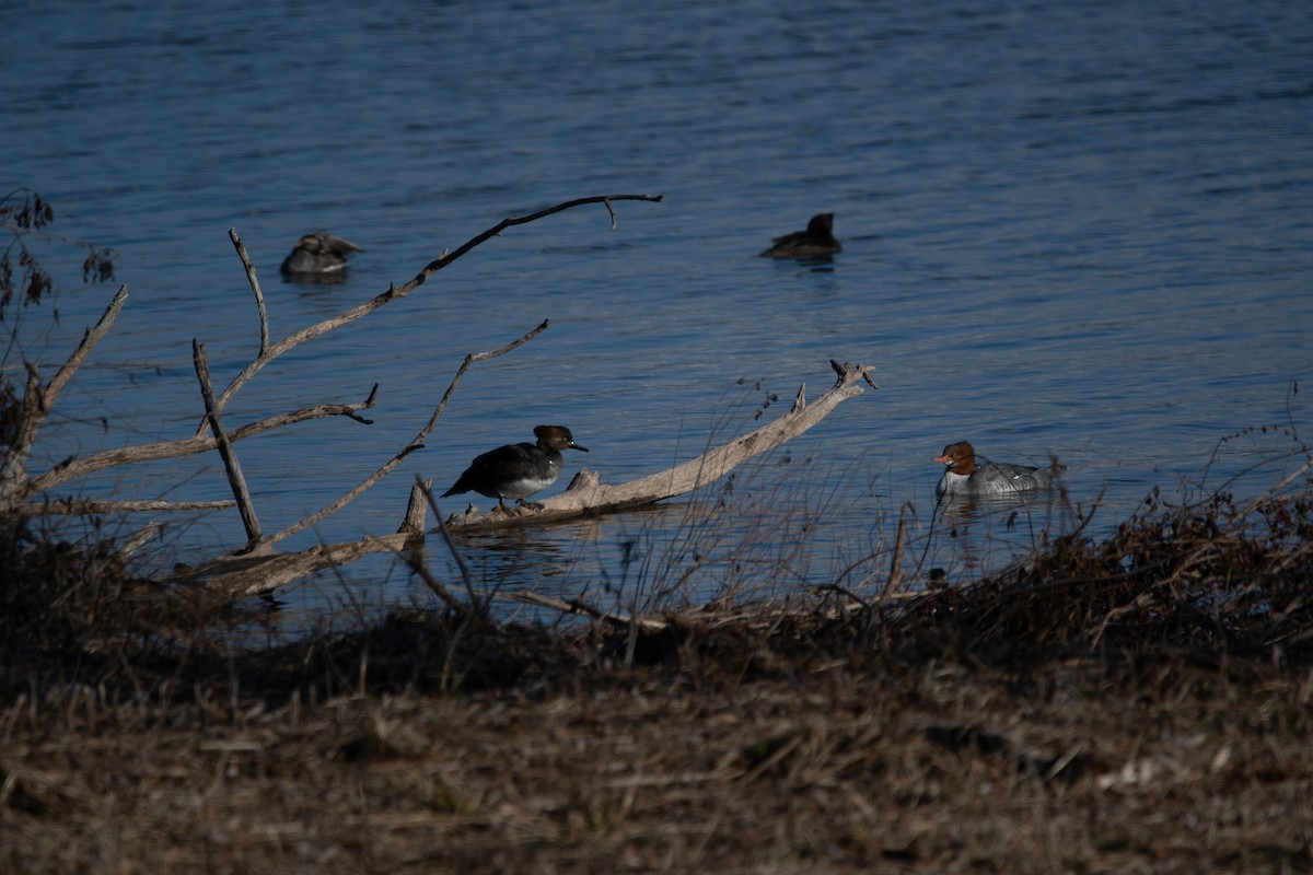 Hooded Merganser - ML612825133