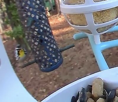 Yellow-throated Warbler - ML612825181