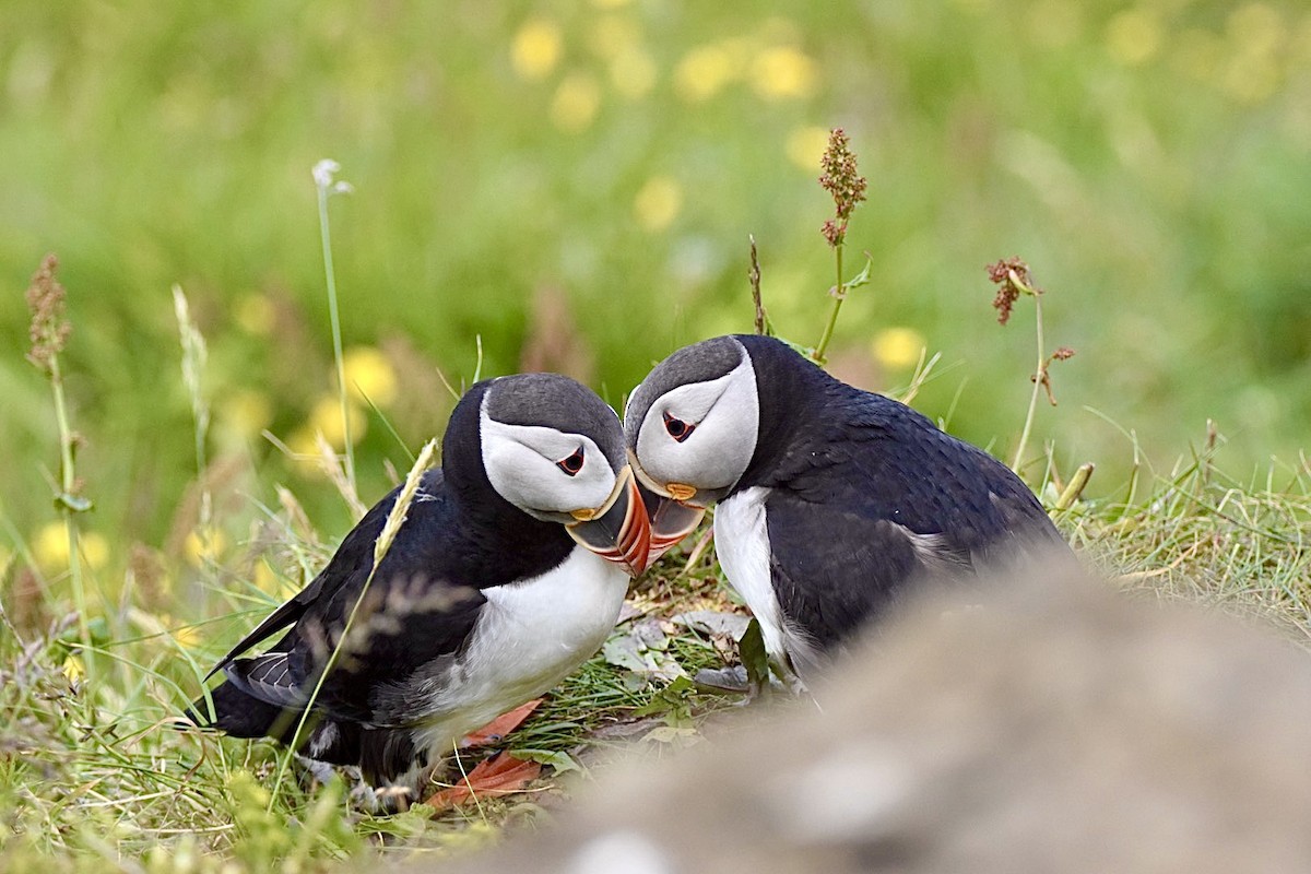 Atlantic Puffin - Anonymous