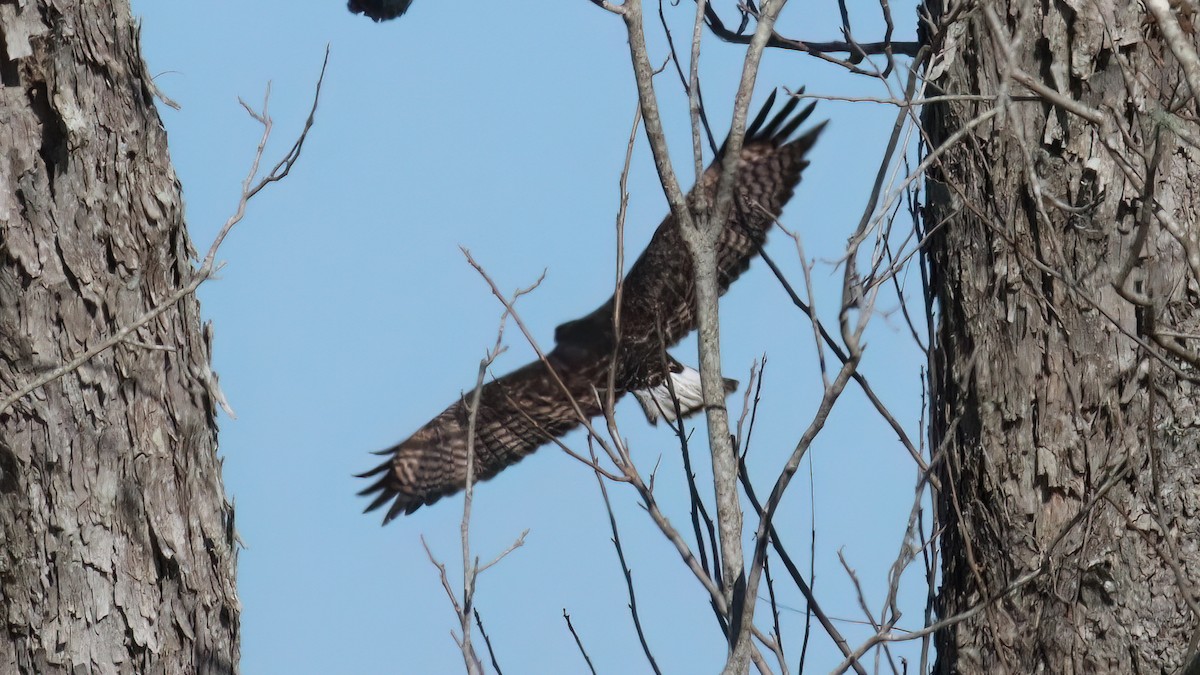 Red-tailed Hawk (Harlan's) - ML612825291
