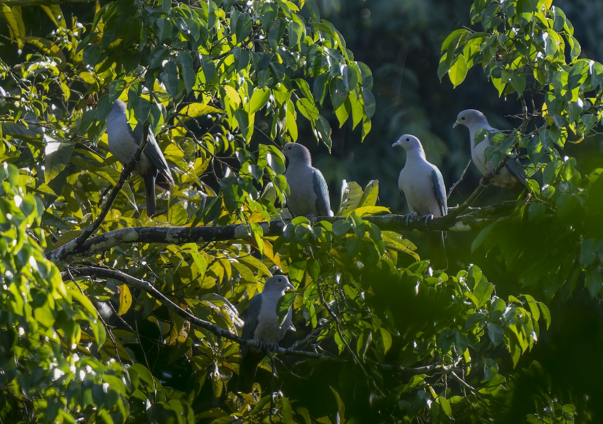 Green Imperial-Pigeon - ML612825293