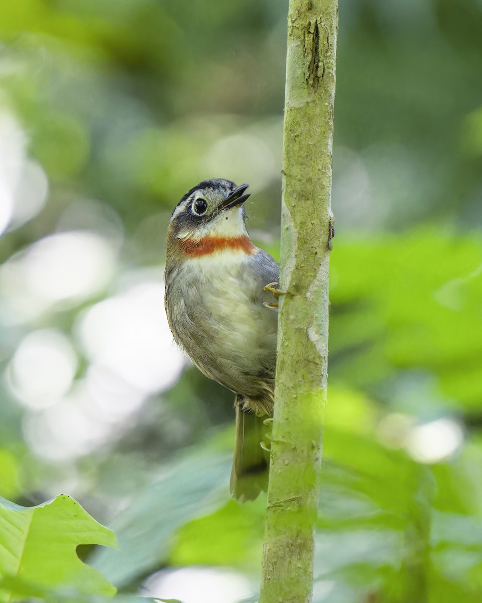 Rufous-throated Fulvetta - Amitava Ganguly