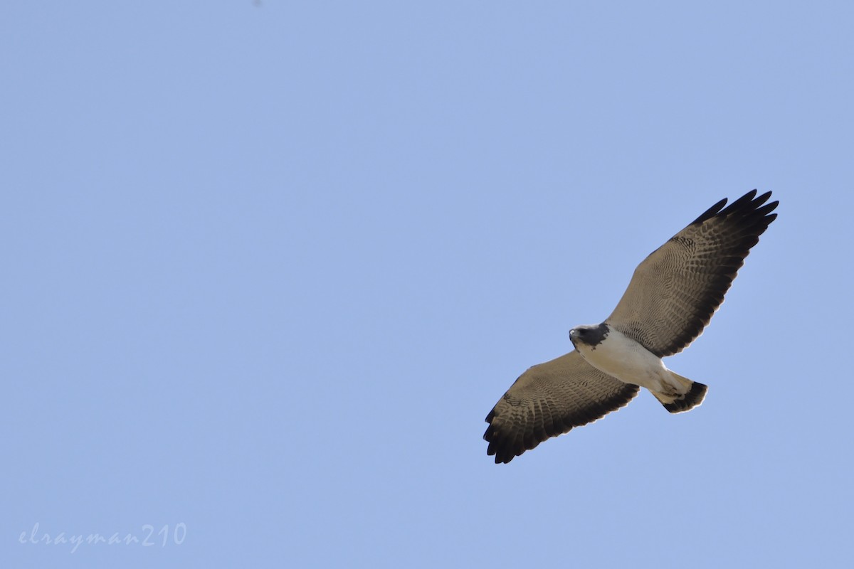 White-tailed Hawk - ML61282531