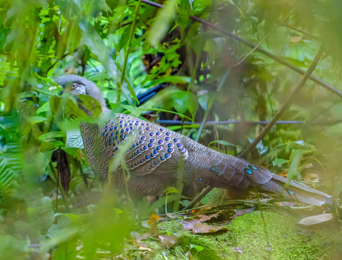 Gray Peacock-Pheasant - Amitava Ganguly