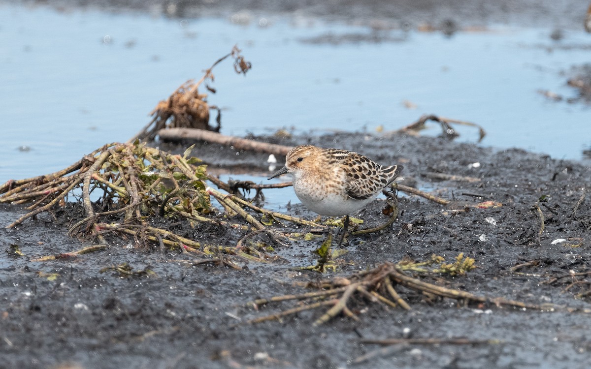 Little Stint - ML612825392