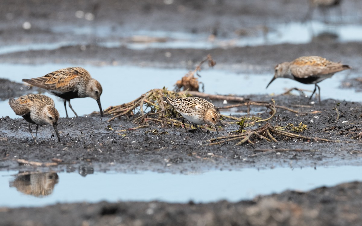 Little Stint - ML612825393