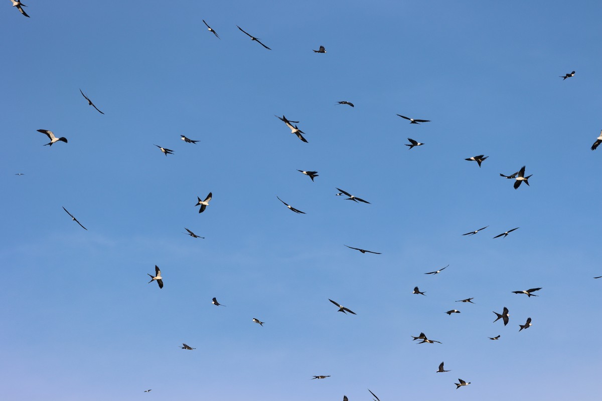 Swallow-tailed Kite - ML612825397