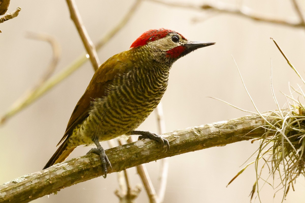 Golden-olive Woodpecker (rubripileus) - ML612825463
