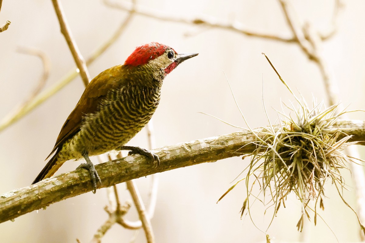 Golden-olive Woodpecker (rubripileus) - ML612825492