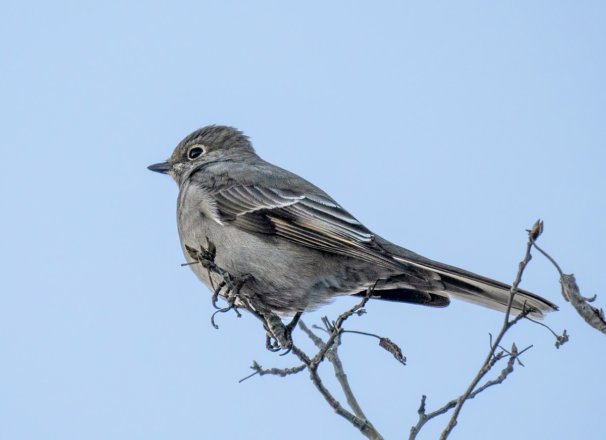 Townsend's Solitaire - ML612825496