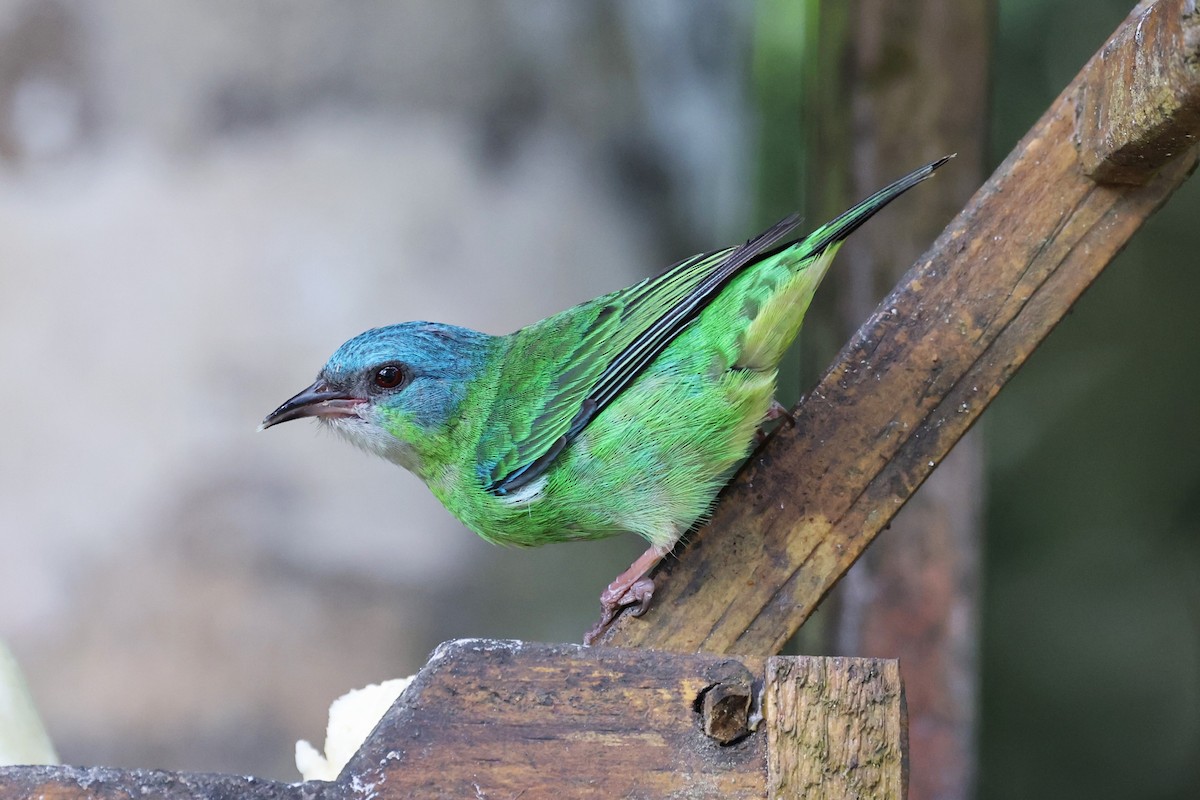 Blue Dacnis - ML612825506