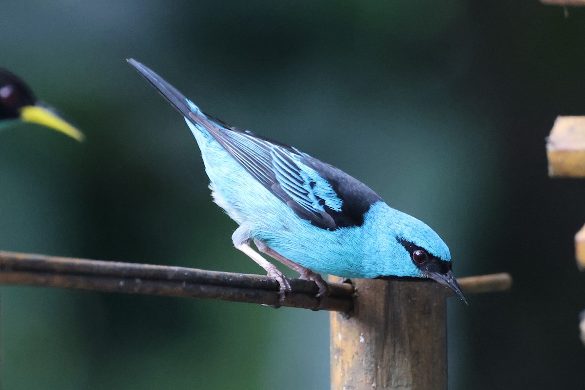 Blue Dacnis - ML612825510