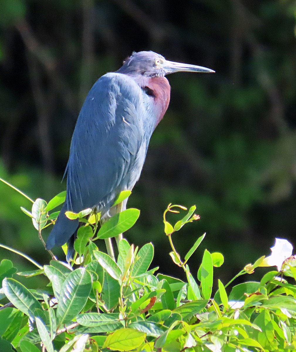 Little Blue Heron - ML612825678