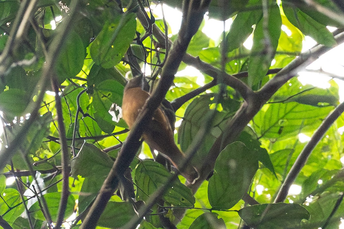 Black-headed Paradise-Flycatcher - ML612825712