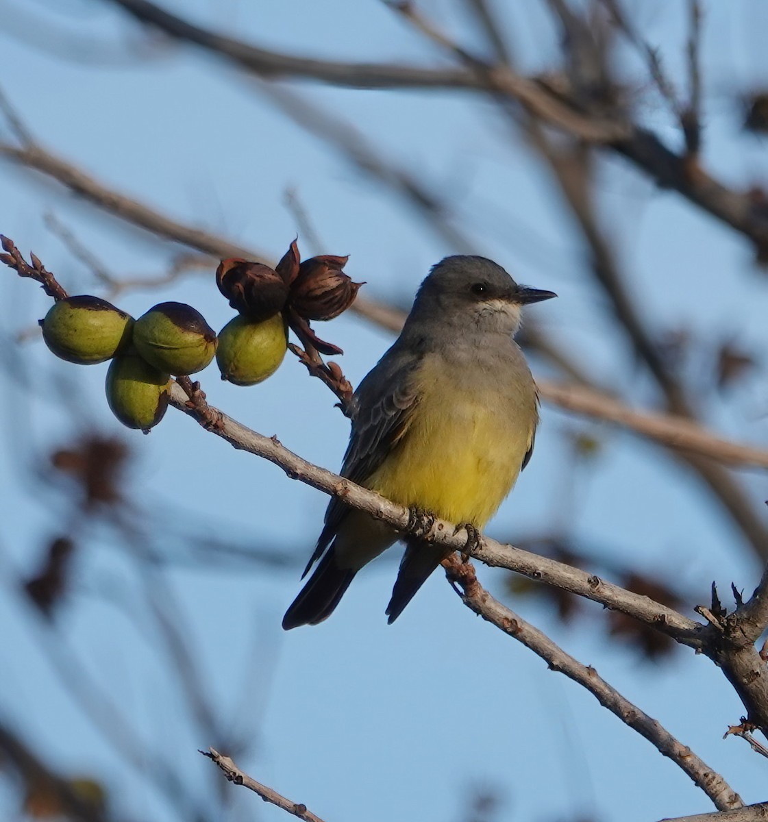 Cassin's Kingbird - ML612825835