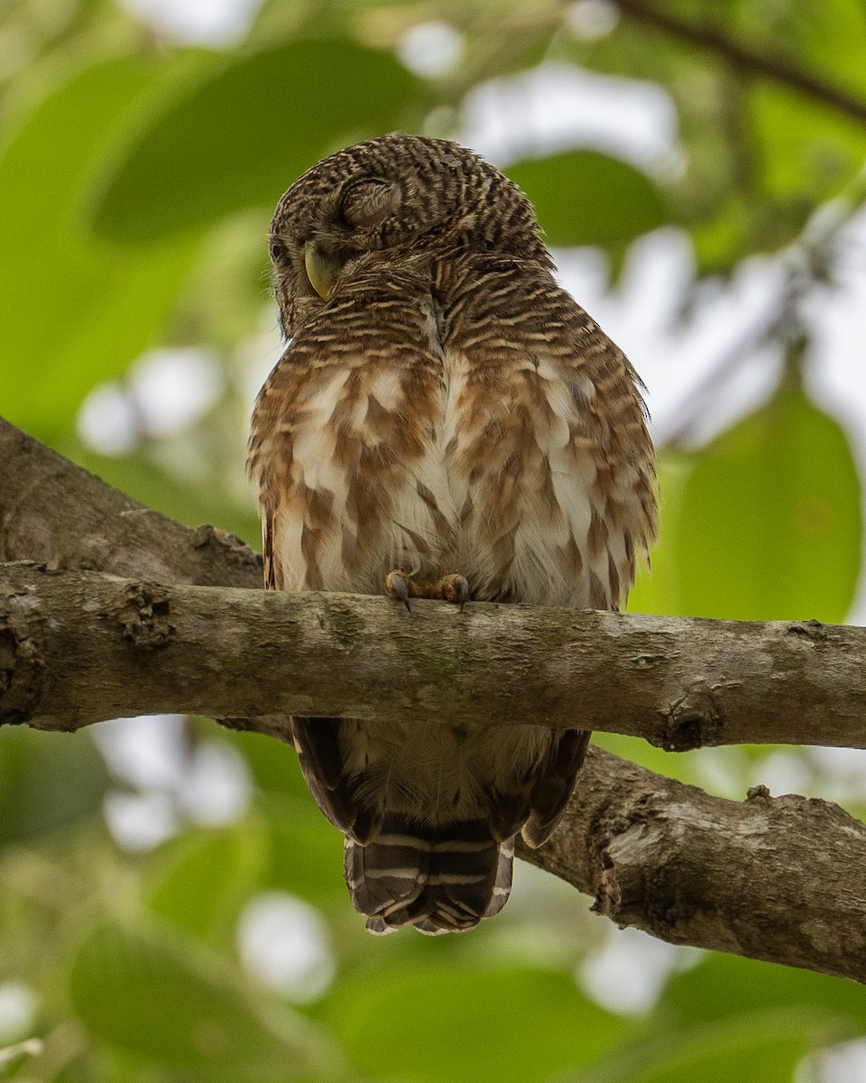 Asian Barred Owlet - ML612825991