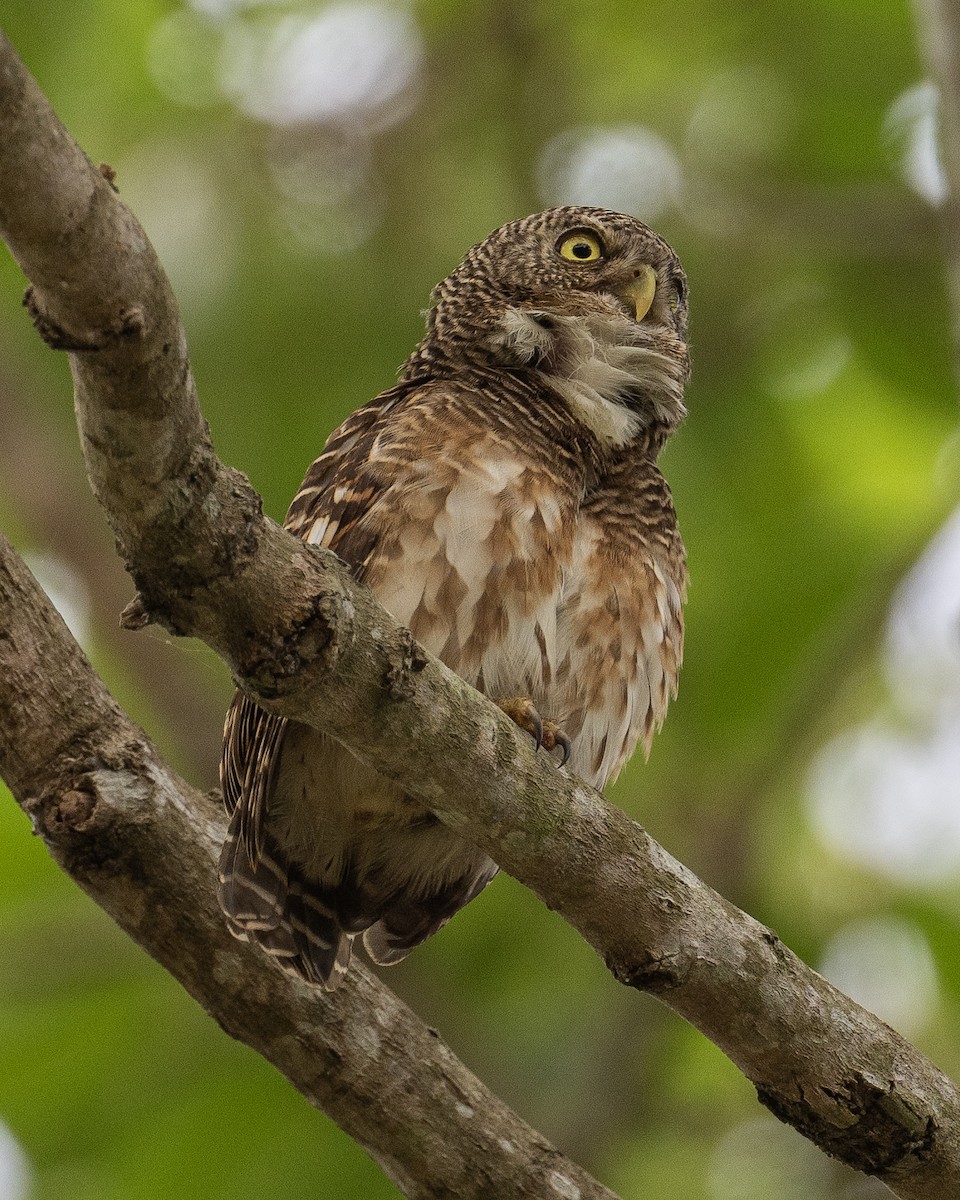 Asian Barred Owlet - ML612825992