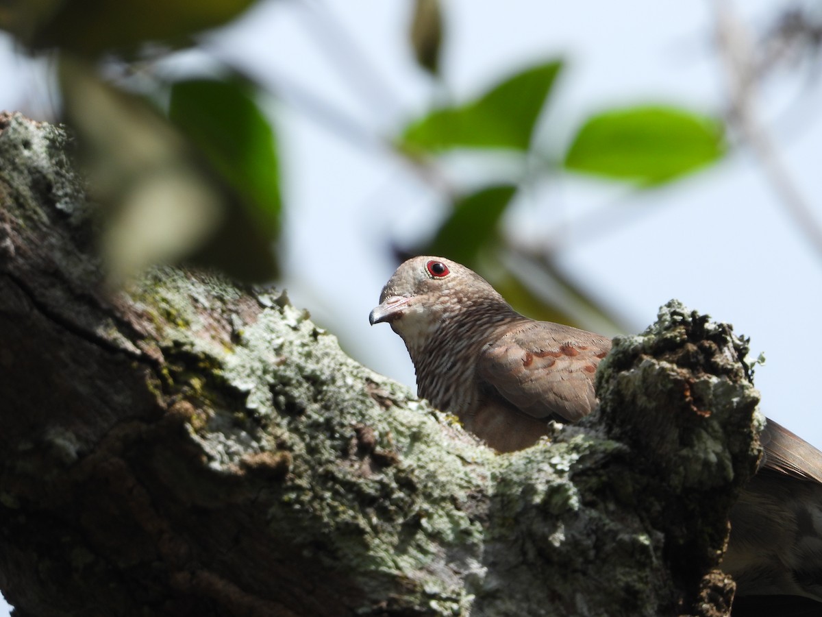 Common Ground Dove - ML612826000