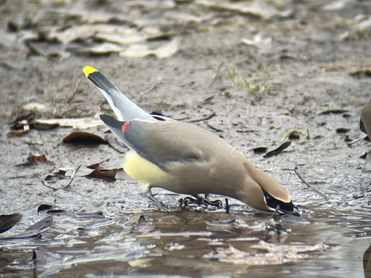 Cedar Waxwing - ML612826087