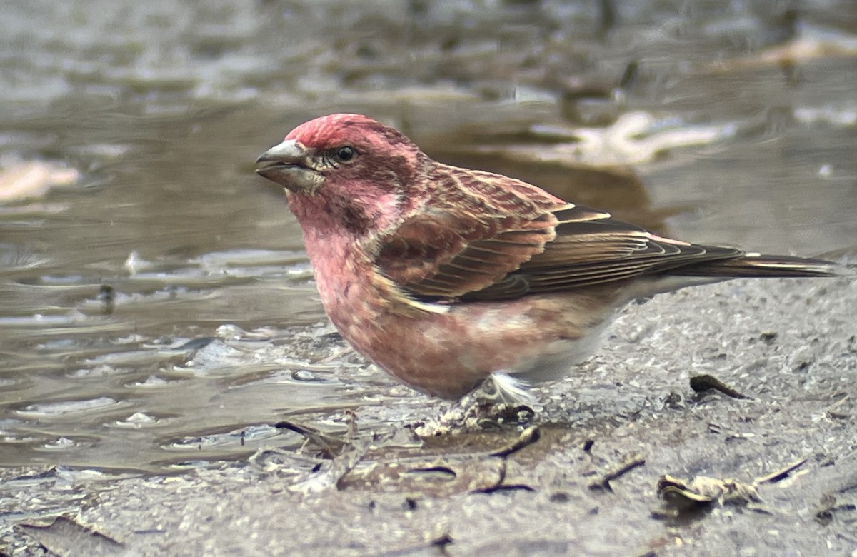 Purple Finch - ML612826180