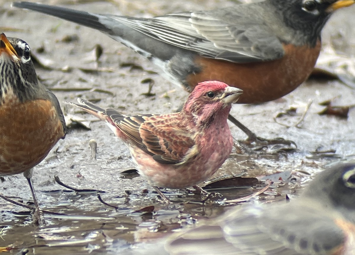 Purple Finch - ML612826182