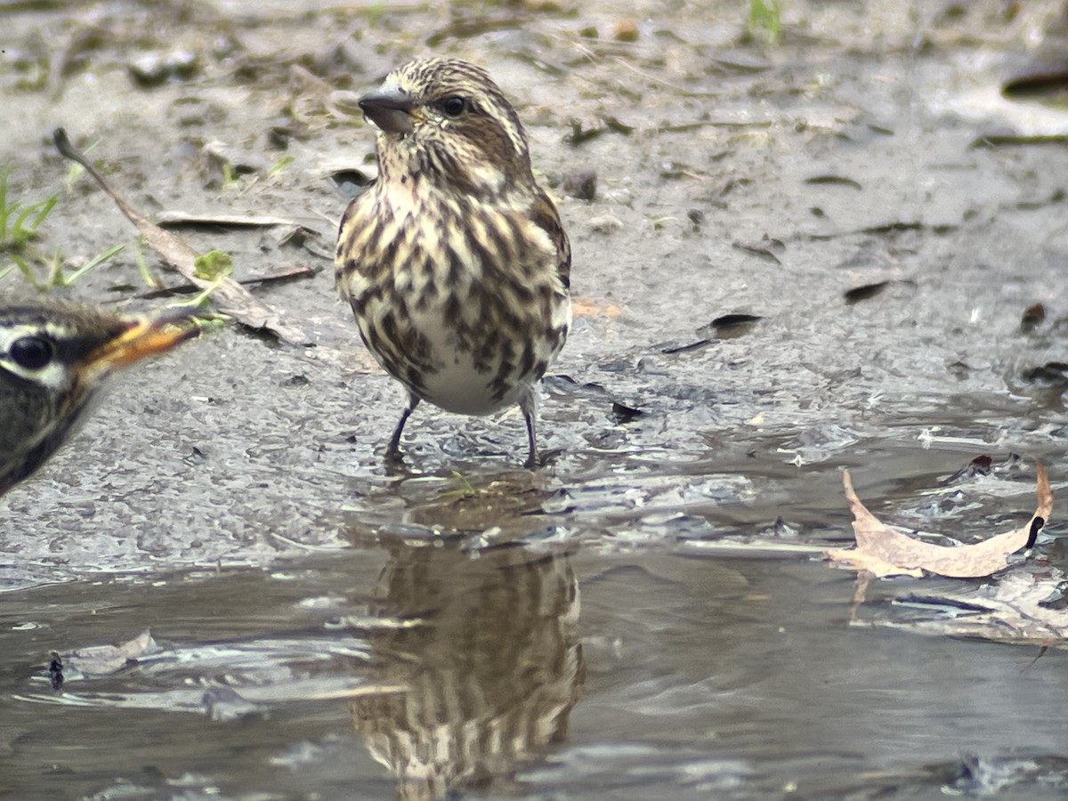 Purple Finch - ML612826185