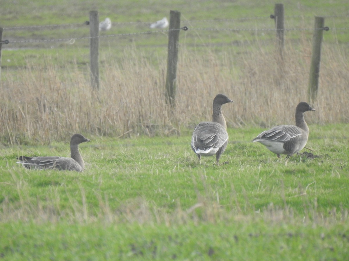 Pink-footed Goose - ML612826216
