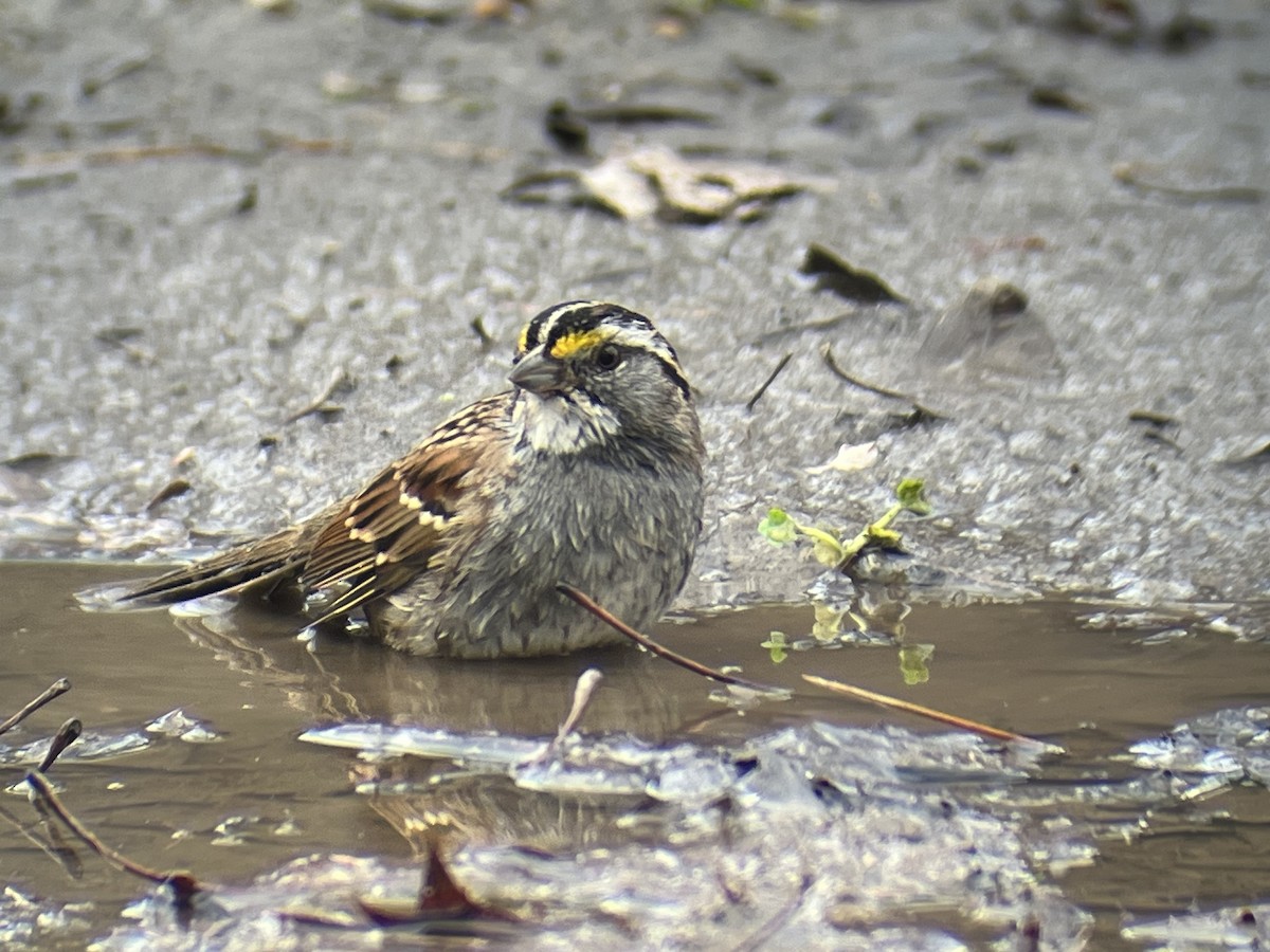 White-throated Sparrow - ML612826223