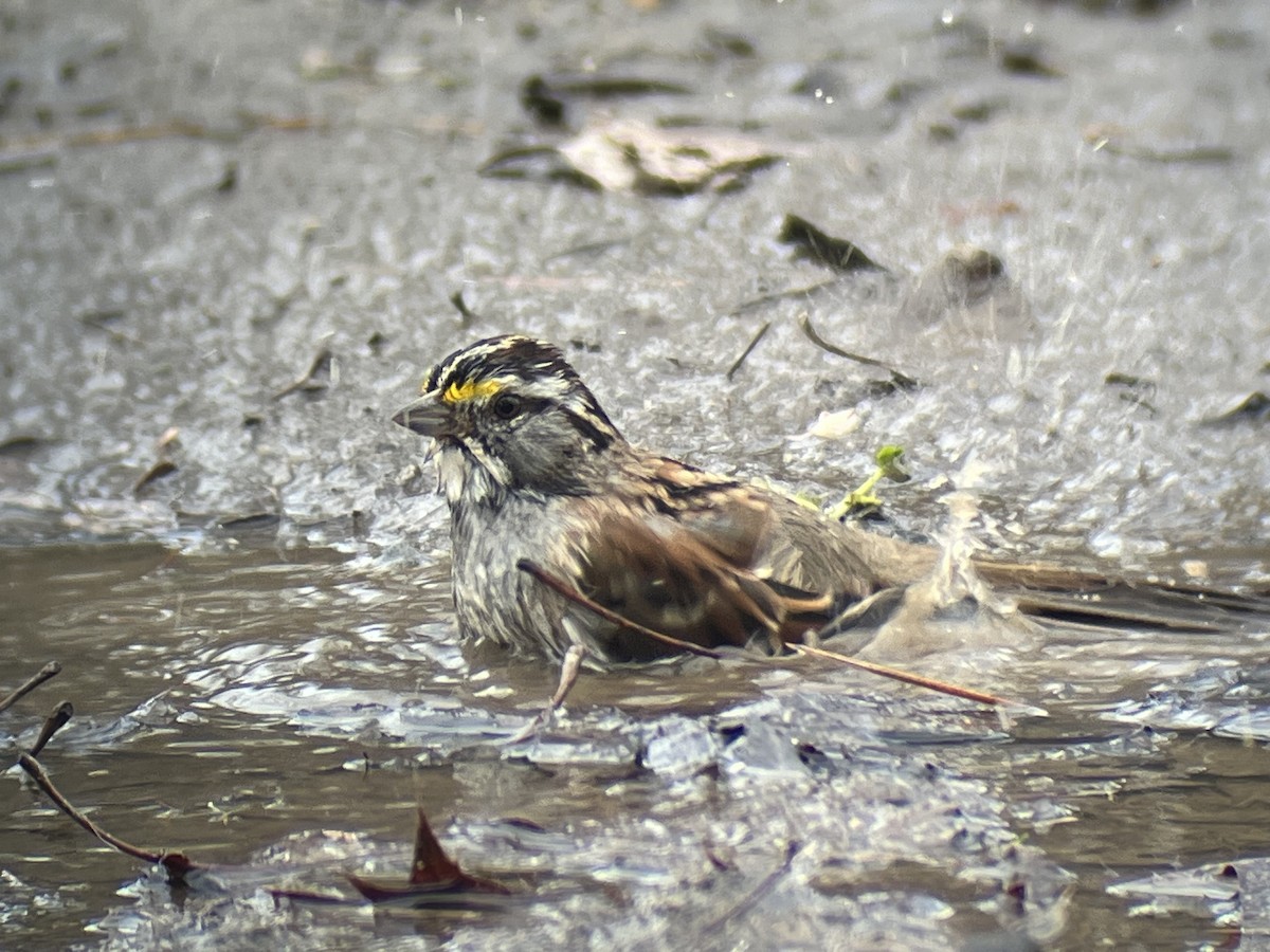 White-throated Sparrow - ML612826225