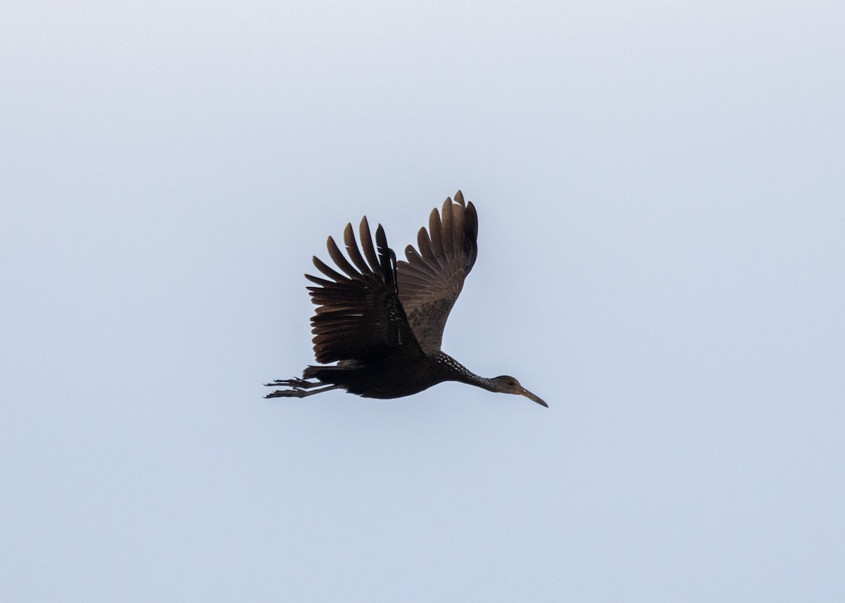 Limpkin (Brown-backed) - ML612826309