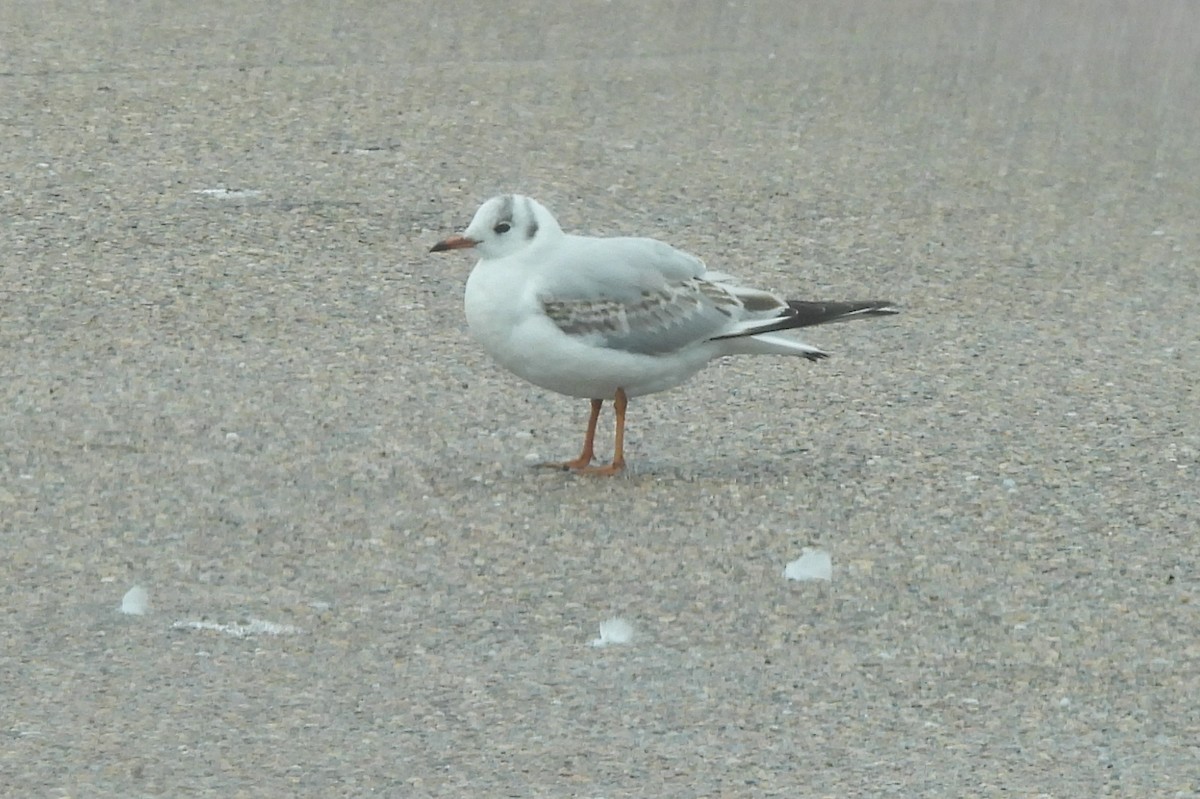 Black-headed Gull - ML612826336