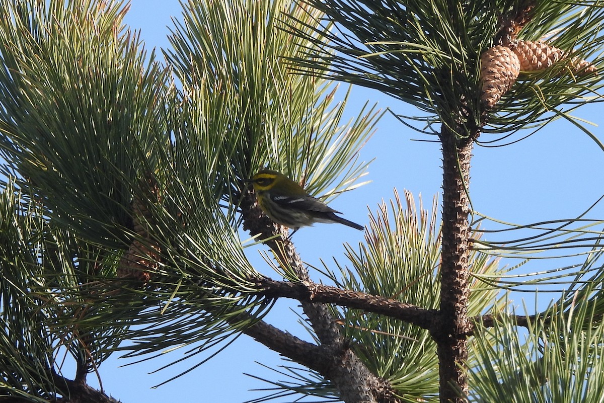 Townsend's Warbler - ML612826421